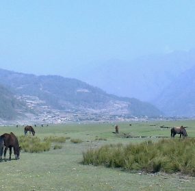 https://www.nativeeverest.com.np/wp-content/uploads/2020/12/Dhorpan-285x279.jpg